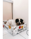 adote-a-pepita-small-3