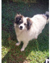 adote-a-pepita-small-1