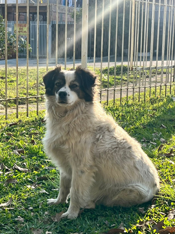 adote-a-pepita-adocao-doacao-cachorro-gato-2