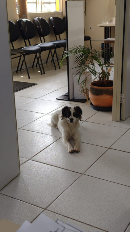 adote-a-pepita-adocao-doacao-cachorro-gato-4