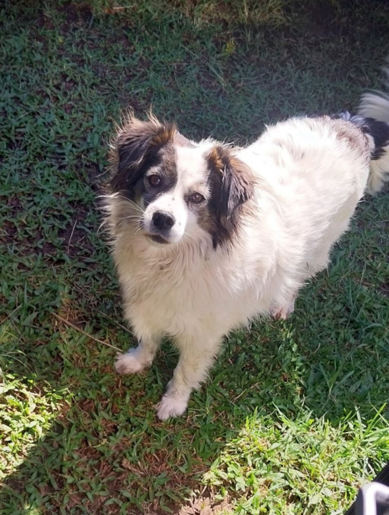 adote-a-pepita-adocao-doacao-cachorro-gato-1