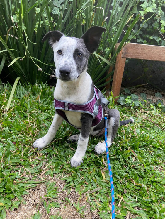 val-4-adocao-doacao-cachorro-gato-0