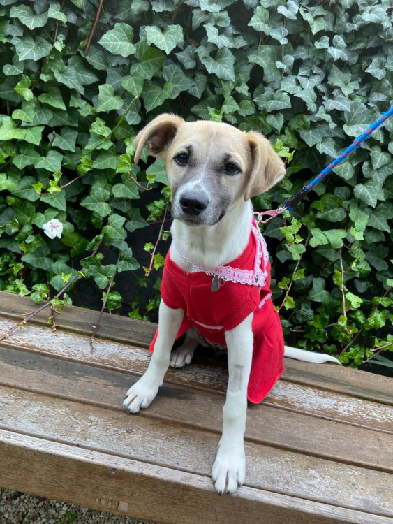 marlene-adocao-doacao-cachorro-gato-0