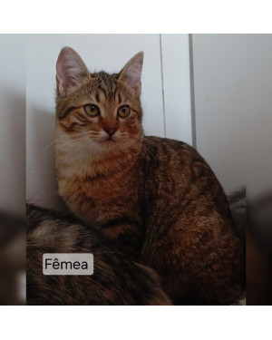 Gata 1