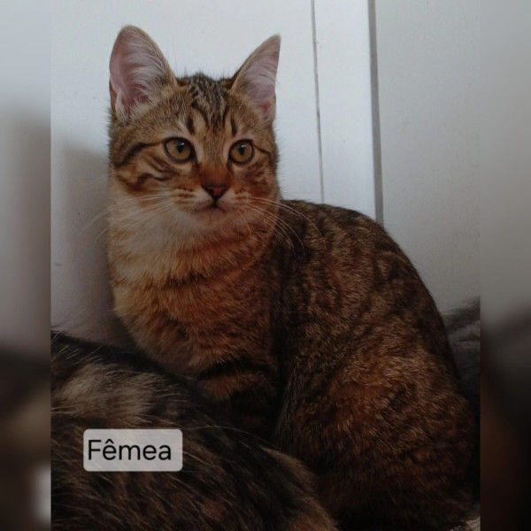 gata-1-adocao-doacao-cachorro-gato-0