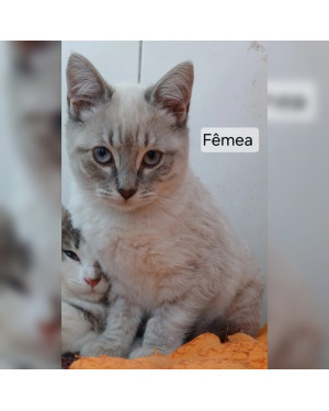 Gata 2