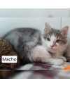 gato-3-small-0