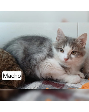 Gato 3