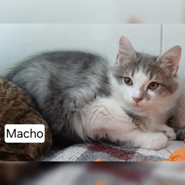 gato-3-adocao-doacao-cachorro-gato-0