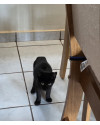 gatinho-para-adocao-responsavel-small-2