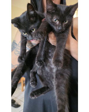 Gatinho para adoção responsável