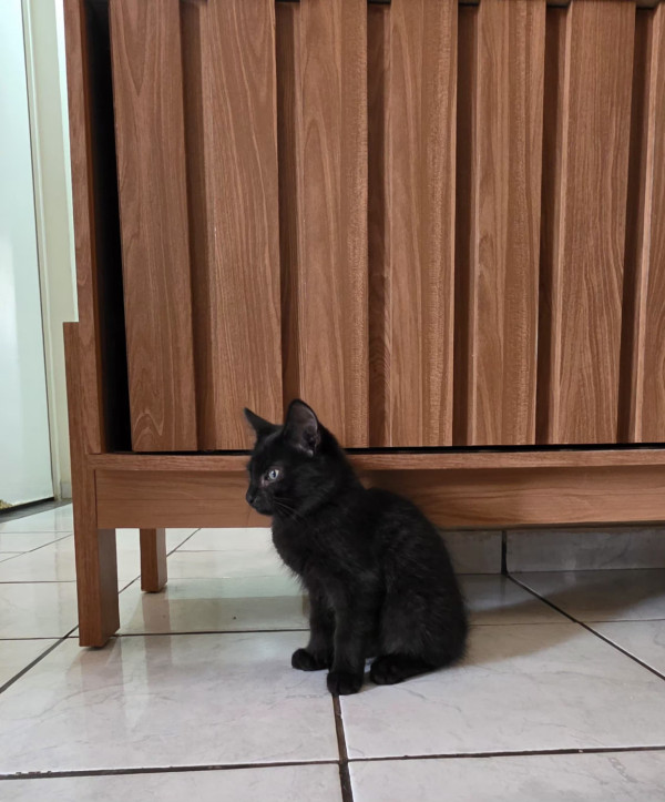 gatinho-para-adocao-responsavel-adocao-doacao-cachorro-gato-1