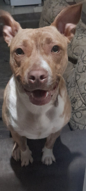preciso-de-um-lar-amoroso-para-bela-adocao-doacao-cachorro-gato-1