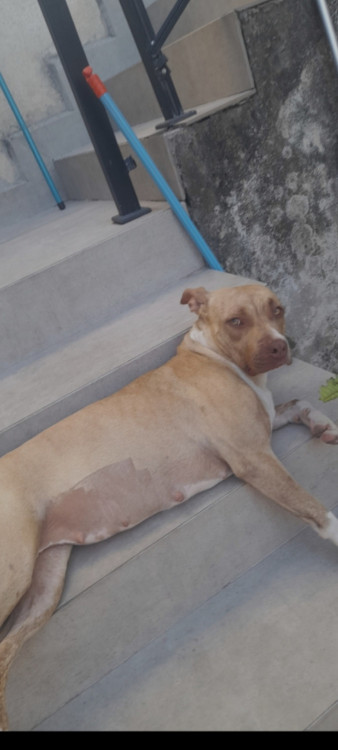 preciso-de-um-lar-amoroso-para-bela-adocao-doacao-cachorro-gato-2