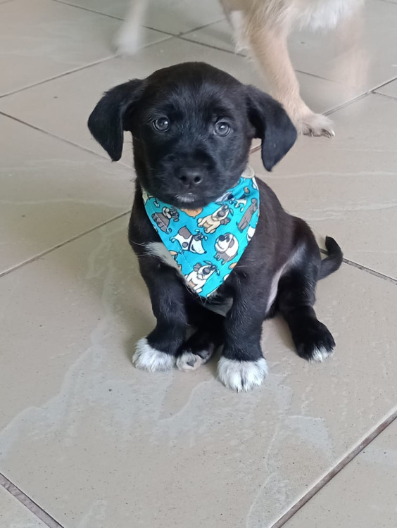 belo-filhote-adocao-doacao-cachorro-gato-0