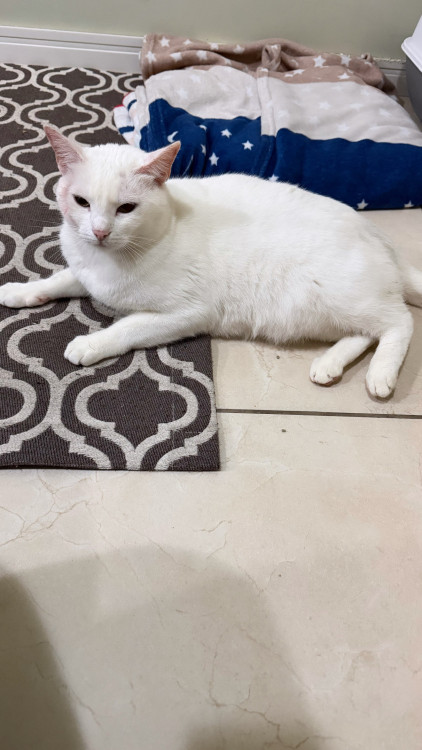 doacao-responsavel-adocao-doacao-cachorro-gato-0