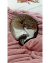 doacao-de-gata-linda-small-1