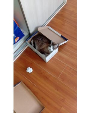 Doação de Gata linda