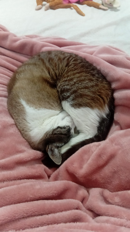 doacao-de-gata-linda-adocao-doacao-cachorro-gato-1
