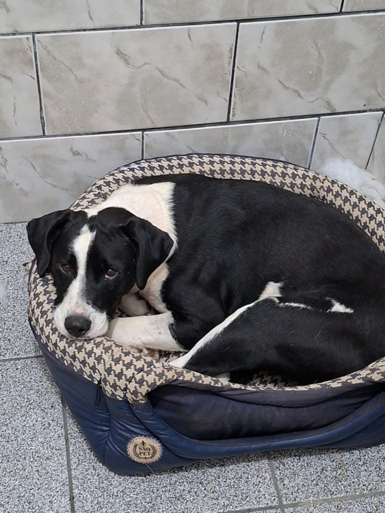 adocao-marshal-adocao-doacao-cachorro-gato-2