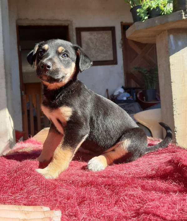 ze-bonitinha-adocao-doacao-cachorro-gato-1