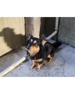 Cão Achado - Jardim Richo das Pedras - Contagem
