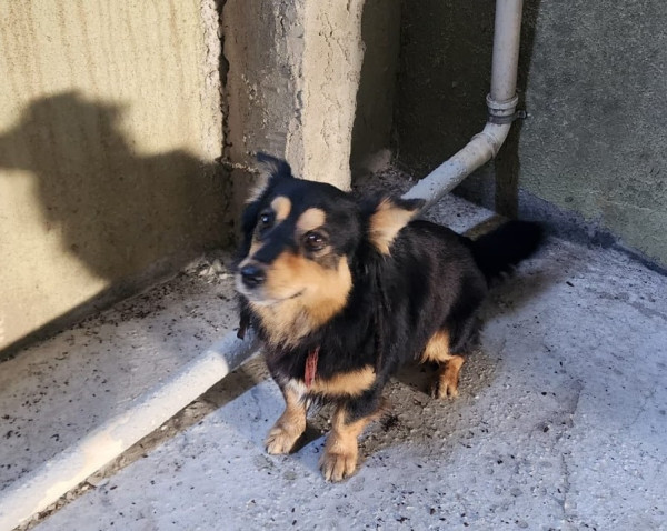 cao-achado-jardim-richo-das-pedras-contagem-adocao-doacao-cachorro-gato-0