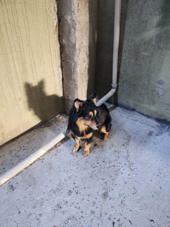 cao-achado-jardim-richo-das-pedras-contagem-adocao-doacao-cachorro-gato-1