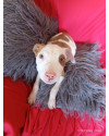 mancha-small-1