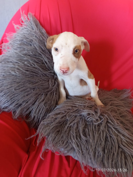 mancha-adocao-doacao-cachorro-gato-2