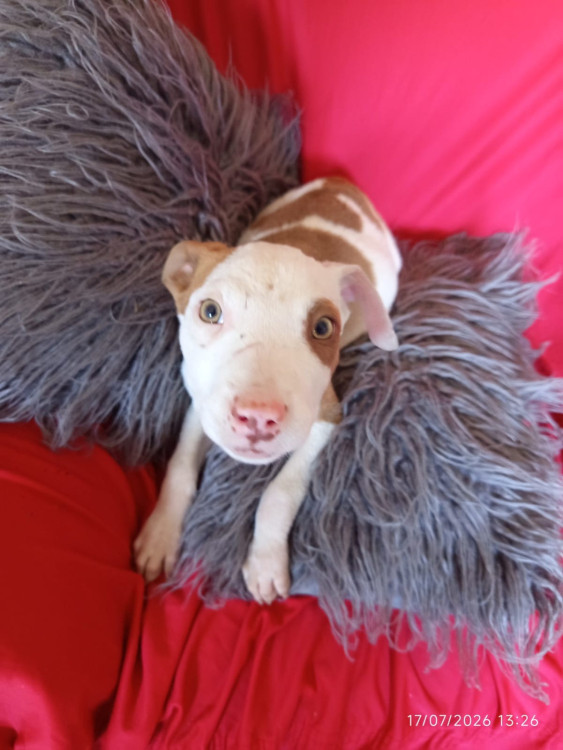 mancha-adocao-doacao-cachorro-gato-1