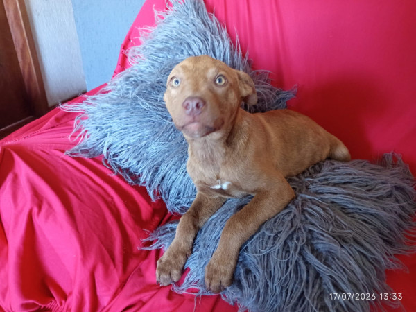 cacau-adocao-doacao-cachorro-gato-1