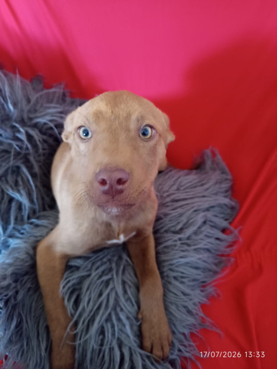 cacau-adocao-doacao-cachorro-gato-0