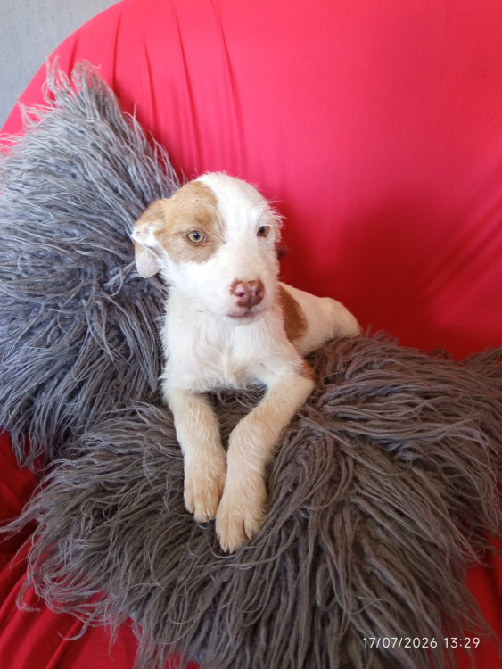 branca-adocao-doacao-cachorro-gato-0