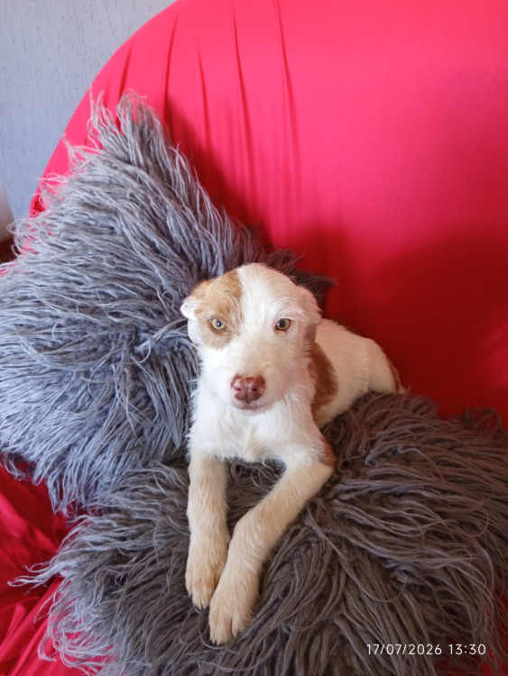 branca-adocao-doacao-cachorro-gato-1