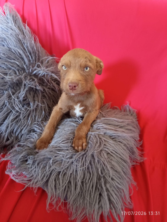 chocolate-adocao-doacao-cachorro-gato-0