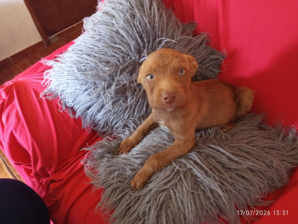 chocolate-adocao-doacao-cachorro-gato-1