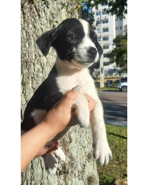 Lindo Henrique!