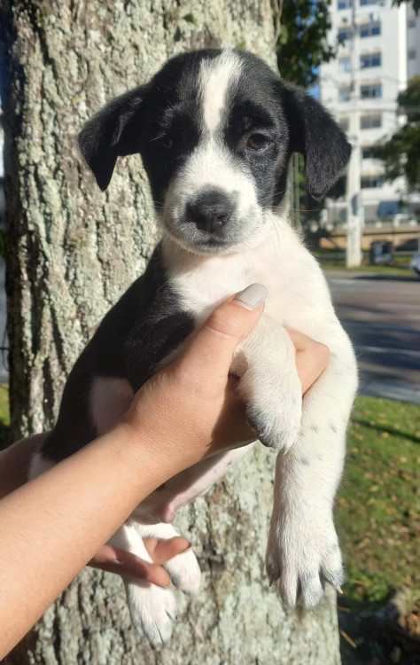 lindo-henrique-adocao-doacao-cachorro-gato-1