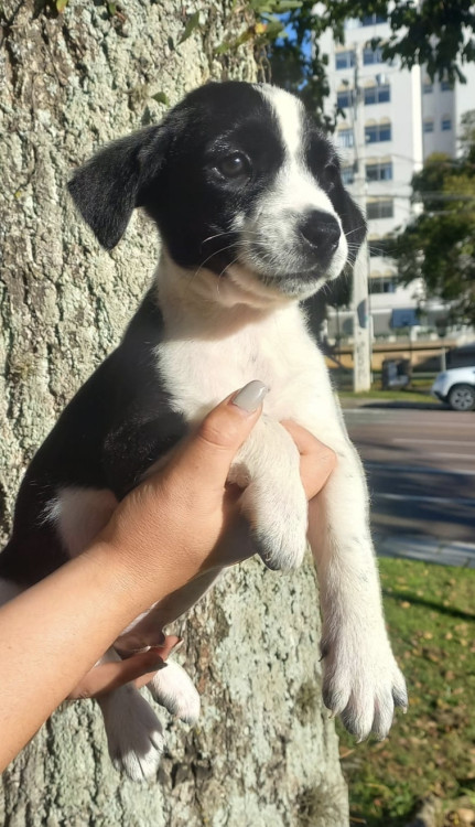 lindo-henrique-adocao-doacao-cachorro-gato-0