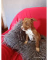 pudim-small-2
