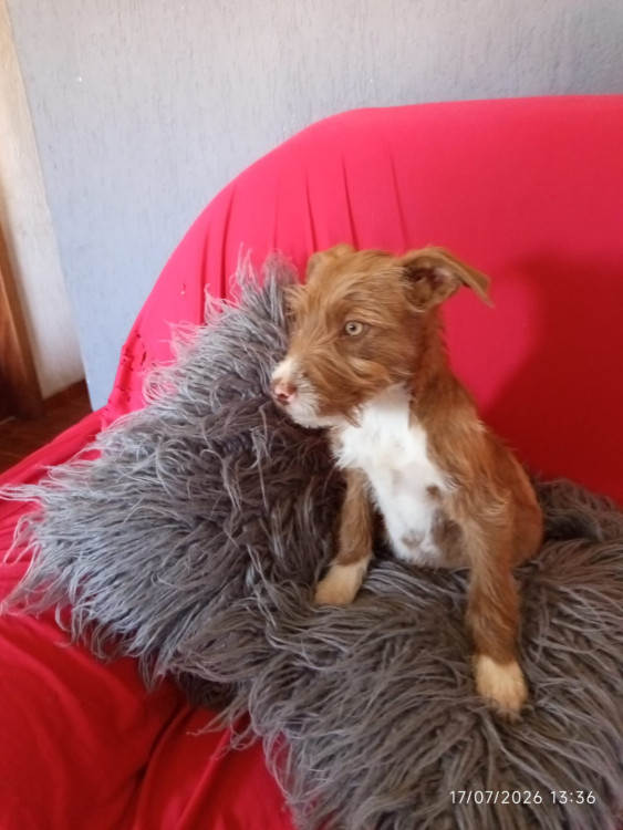 pudim-adocao-doacao-cachorro-gato-2