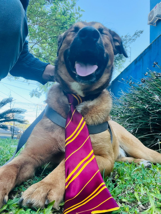 occy-adocao-doacao-cachorro-gato-4