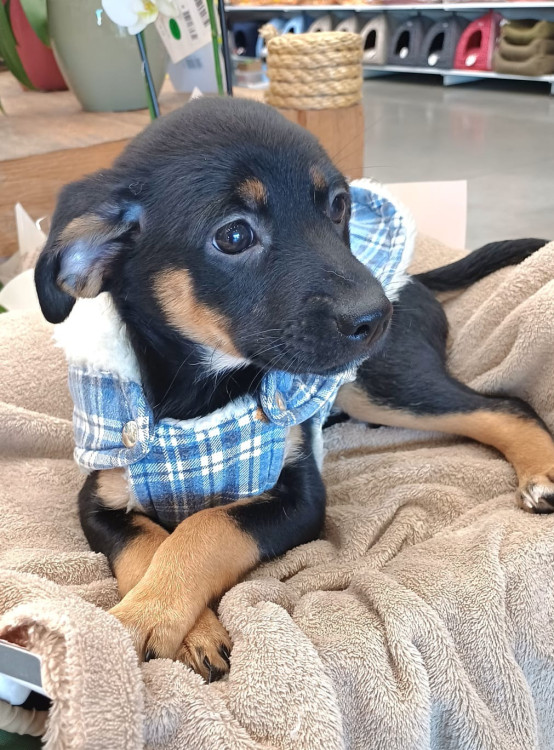 miguel-adocao-doacao-cachorro-gato-0