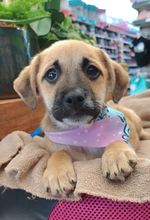 manuel-adocao-doacao-cachorro-gato-0