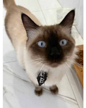 ATENÇÃO!!!  Gato perdido!!