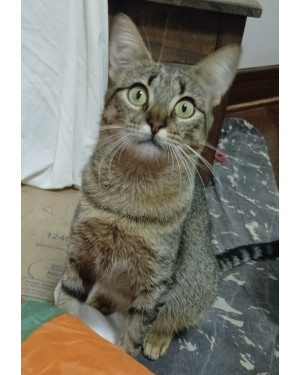 Kiara, negativo para FIV e FELV