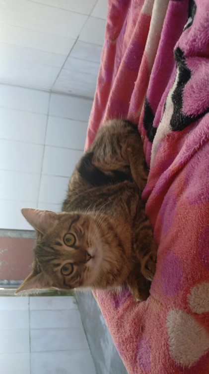 listrada-adocao-doacao-cachorro-gato-0