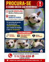 chiquinha-salva-de-um-atropelamento-em-maua-small-2