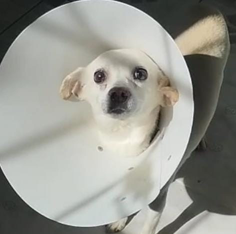 chiquinha-salva-de-um-atropelamento-em-maua-adocao-doacao-cachorro-gato-1